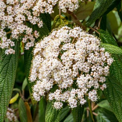 Viburnum rhytidophyllum 'Cree'