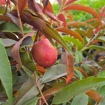 Nectaplum 'Spice Zee'