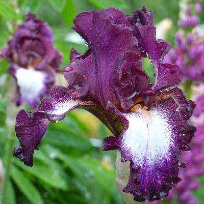 Iris germanica Tennison Ridge