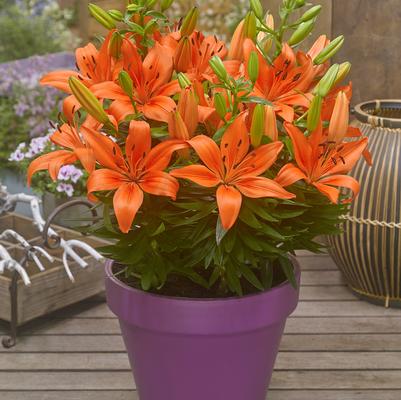 Lilium asiatic Fantasiatic Orange