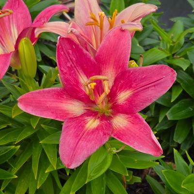 Lilium asiatic Fantasiatic Pink