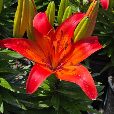 Lilium asiatic Fantasiatic Red
