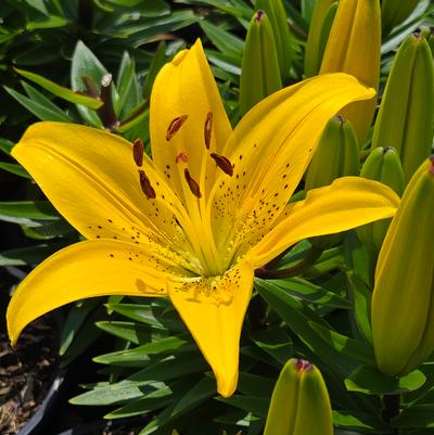 Lilium asiatic Fantasiatic Yellow