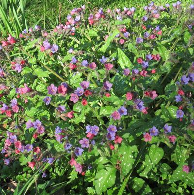 Pulmonaria 'Celebration'