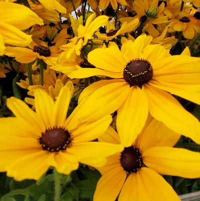 Rudbeckia hirta 'Sunspot Gold'