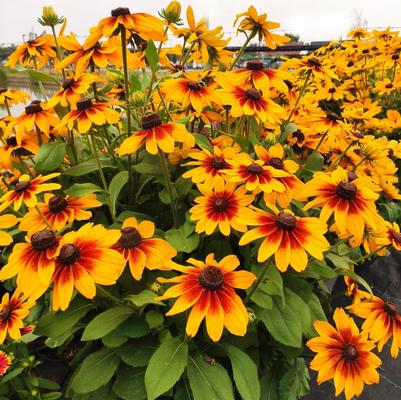 Rudbeckia hirta 'Sunspot Yellow Bicolor'