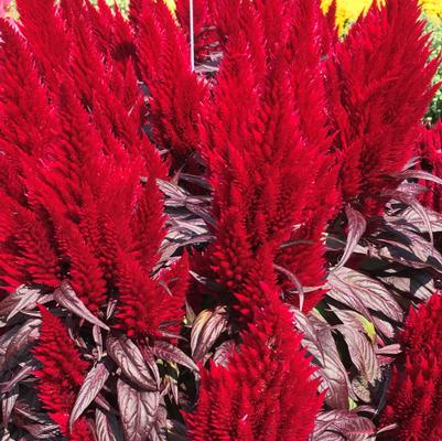 Celosia 'Floriosa Red Dark Leaf'