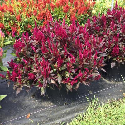 Celosia 'Kelos Fire Magenta'