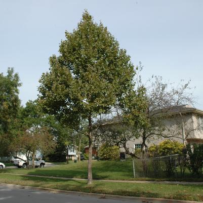 Platanus acerifolia Exclamation!®