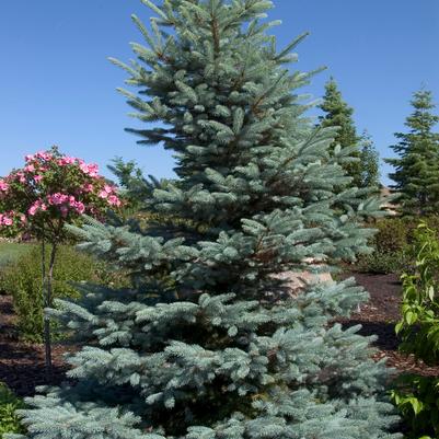 Picea pungens 'Fat Albert'