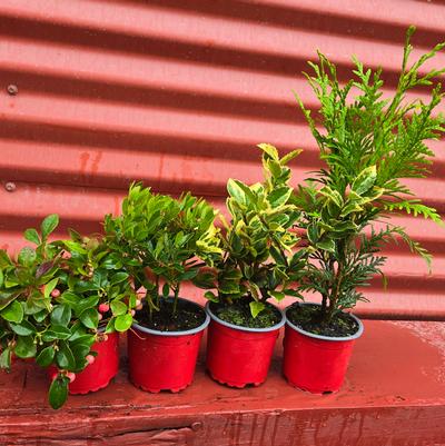 Holiday Combo Grinchmas