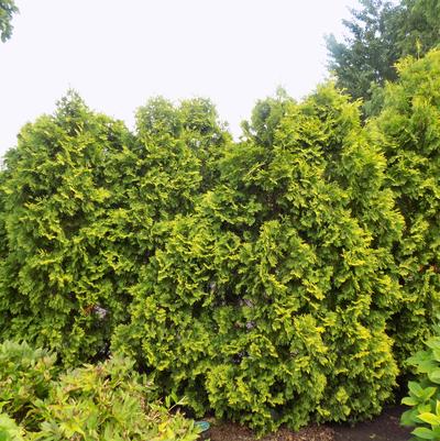 Thuja occidentalis 'Yellow Ribbon'