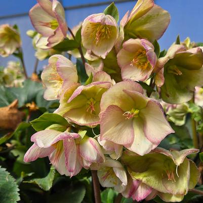 Helleborus x glandorfensis HGC® Ice N' Roses® Picotee