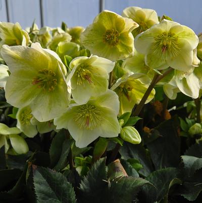Helleborus x glandorfensis HGC® Ice N' Roses® White