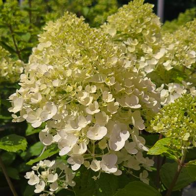 Hydrangea paniculata Pandora