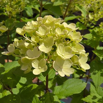 Hydrangea paniculata Panflora