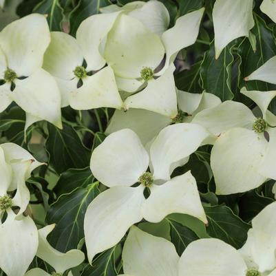 Cornus kousa 'Greensleeves'