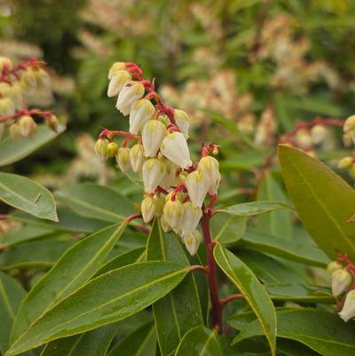Pieris jap. Brouwers Beauty