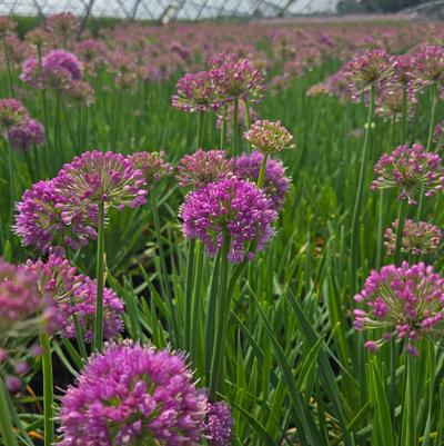 Allium x Cobalt Millenium