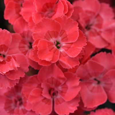 Dianthus x EverLast™ - Peach