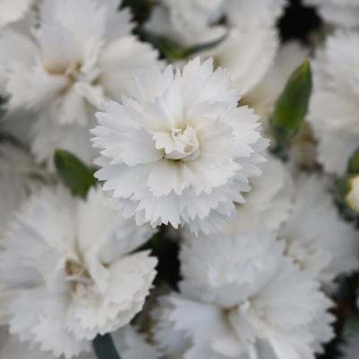 Dianthus x EverLast™ - White