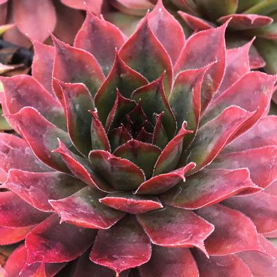 Sempervivum Chick Charms® Autumn Apple™
