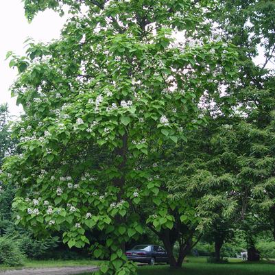 Catalpa speciosa 