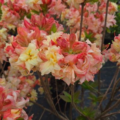Azalea x 'Cannon's Double'