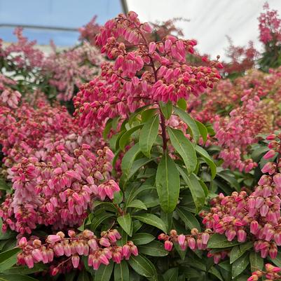 Pieris japonica Enchanted Forest® Impish Elf™