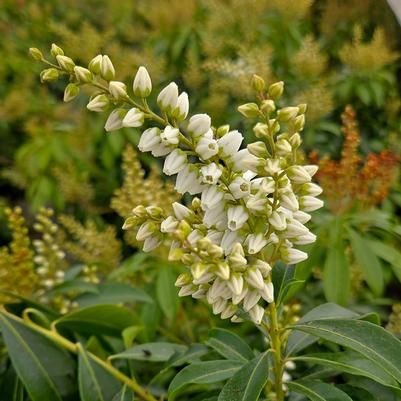 Pieris japonica Enchanted Forest® River Run™