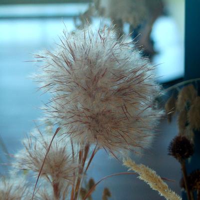 Andropogon glomeratus 