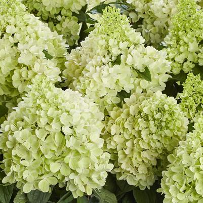 Hydrangea paniculata Panorama