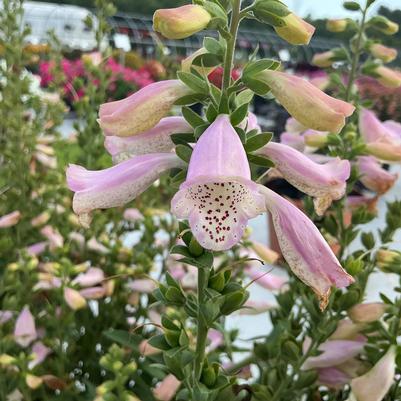 Digitalis purpurea 'Hanabee Pink'
