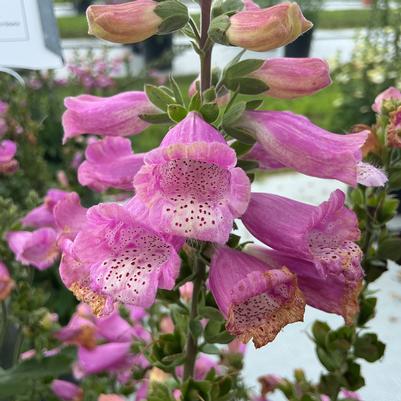 Digitalis purpurea 'Hanabee Rose'