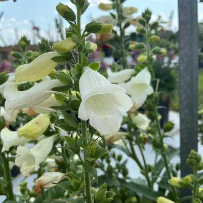 Digitalis purpurea 'Hanabee White'