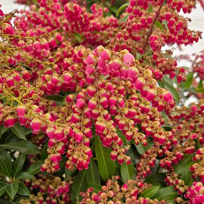 Pieris jap. Passion Party™ 'Passion'
