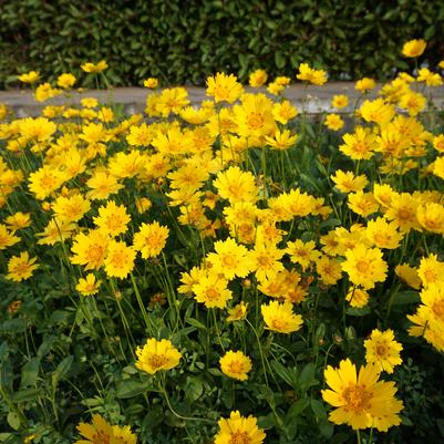 Coreopsis lanceolata 