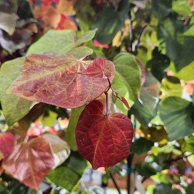 Cercis canadensis Hearts A'Fire™