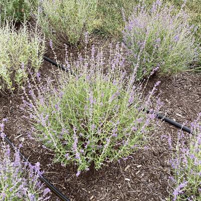 Perovskia atriplicifolia 'Jelena'