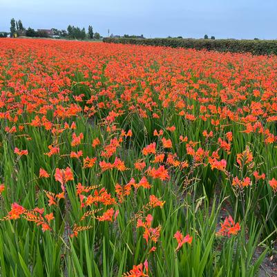 Crocosmia 'Peach Melba'
