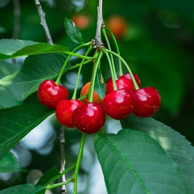 Prunus x Romance 'Cutie Pie'