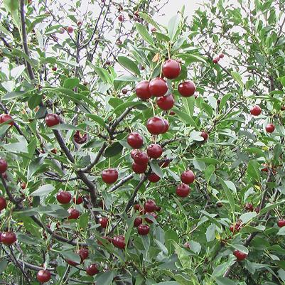 Prunus x Romance Juliet™