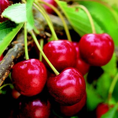 Prunus x Romance 'Sweet Thing'