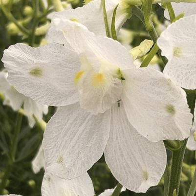 Delphinium grandiflorum Hunky Dory™ White