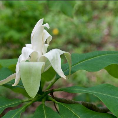 Magnolia tripetala 