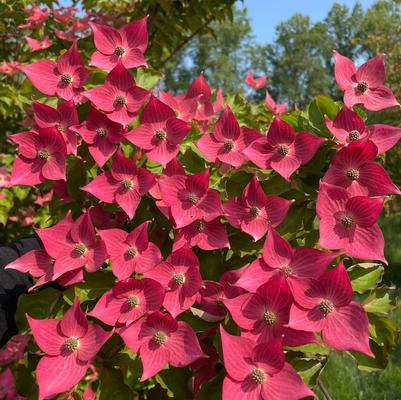 Cornus kousa 'Eternal Scarlet'