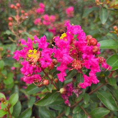 Lagerstroemia x GreatMyrtle™ Cherry Delight