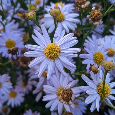 Kalimeris incisa 'Blue Star'