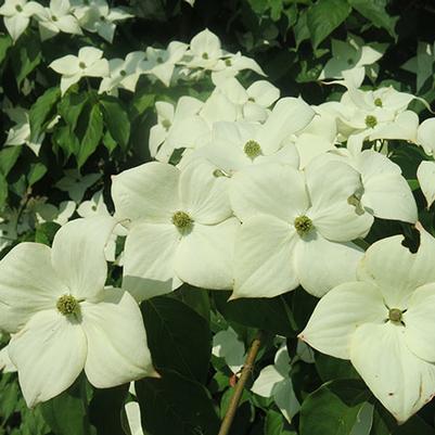 Cornus x Stellar Nova™
