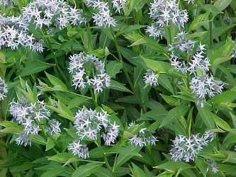 Amsonia tabernaemontana var. salicifolia 